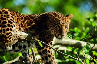 New Animal Enclosure gives Visitors a “Safari Feeling”